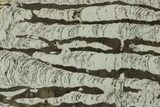 Polished Precambrian Stromatolite Slab - Siberia #227210-1